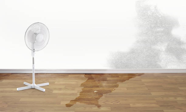 Best Local water damage restoration  in Manson, IA